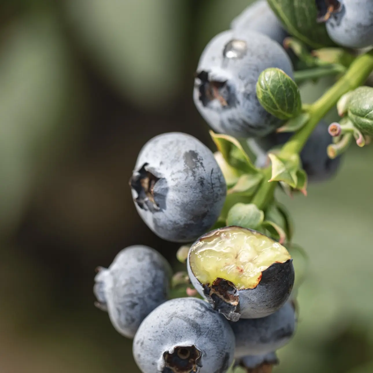 云南高山特大果蓝莓 新鲜多汁