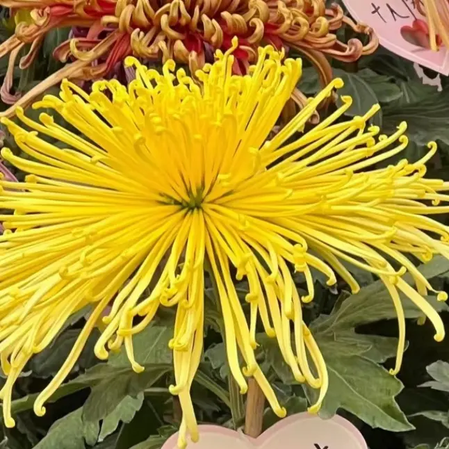 《泉乡水芭蕉》九月菊大菊花盆栽开花漂亮耐寒耐热室内阳台好养护