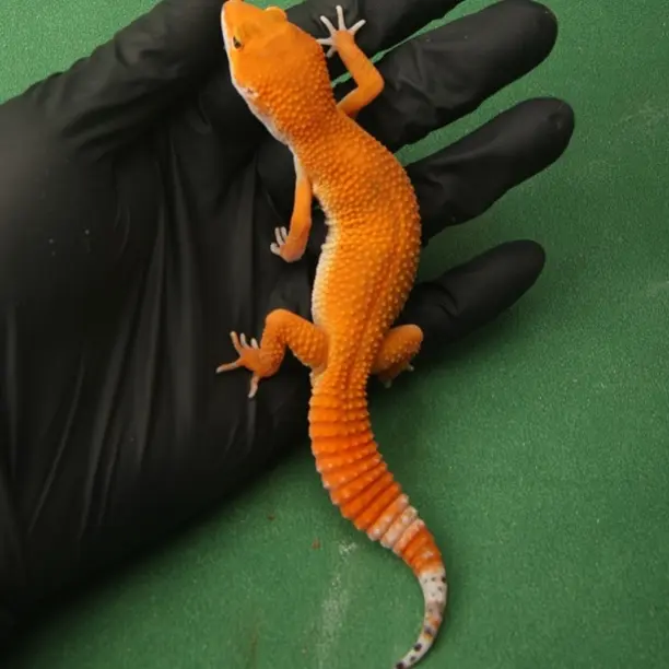 温顺可爱阳光豹纹守宫蜥蜴活体适合入门家养另类宠物