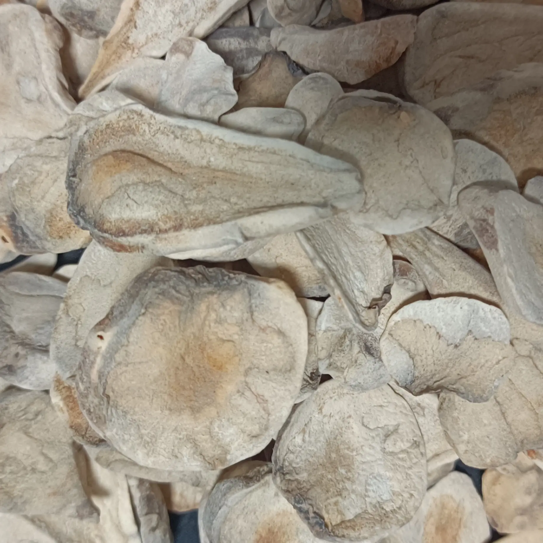 四川江油太阳晒干砂炮附片