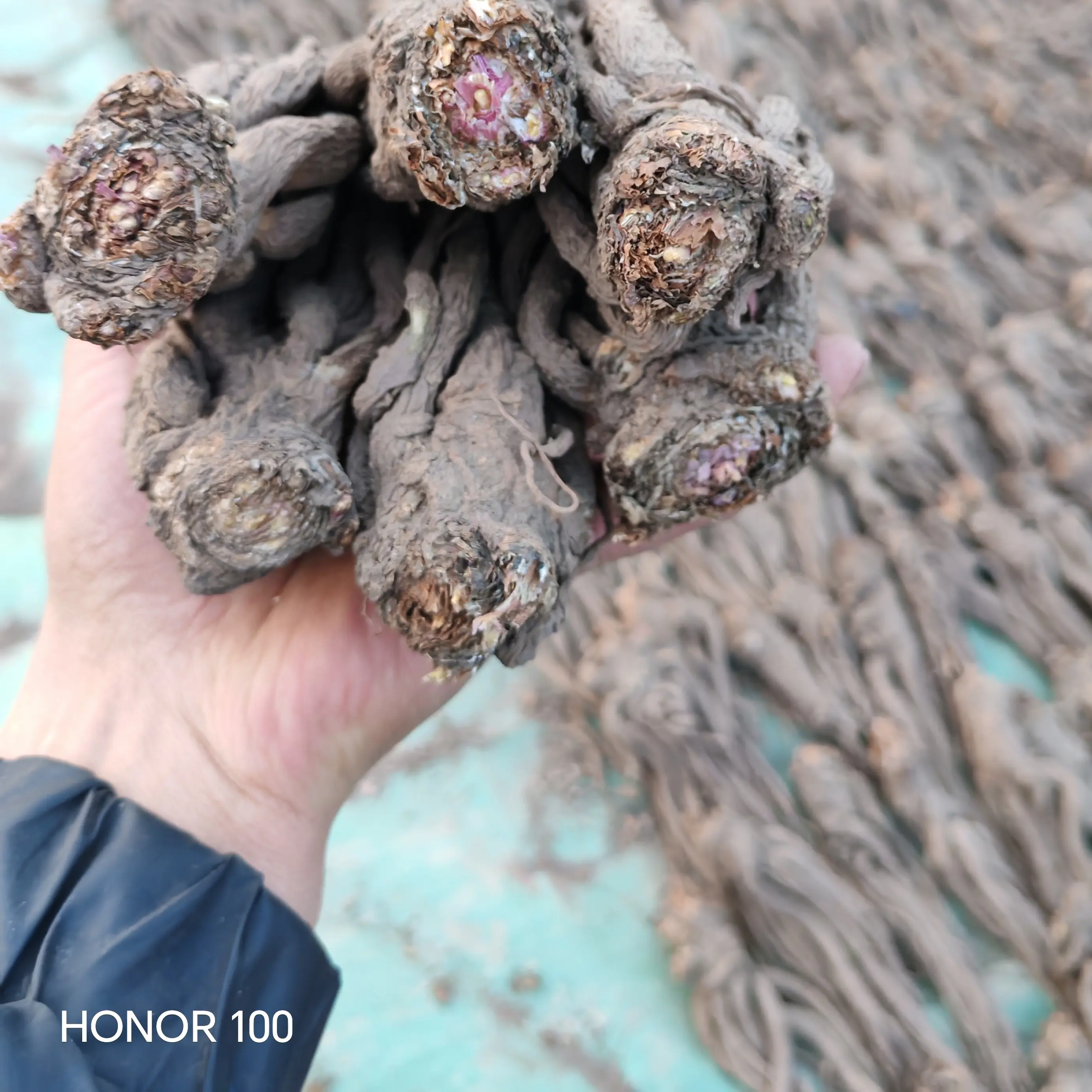 无硫熏无添加当归中条整根可煲汤炖肉滋补养生干货