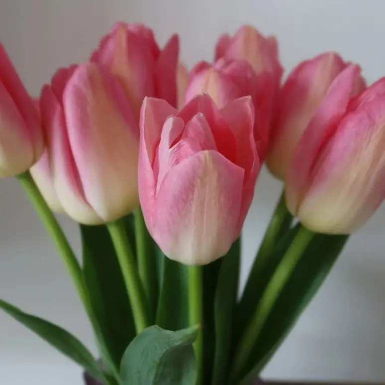 头等舱粉色郁金香