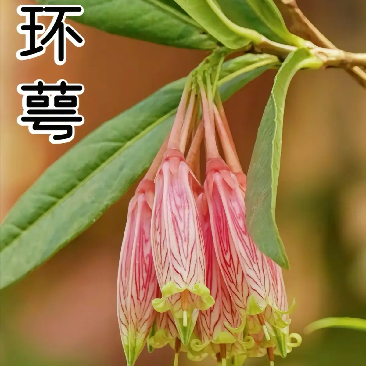 云南网红树萝卜（一物一拍）