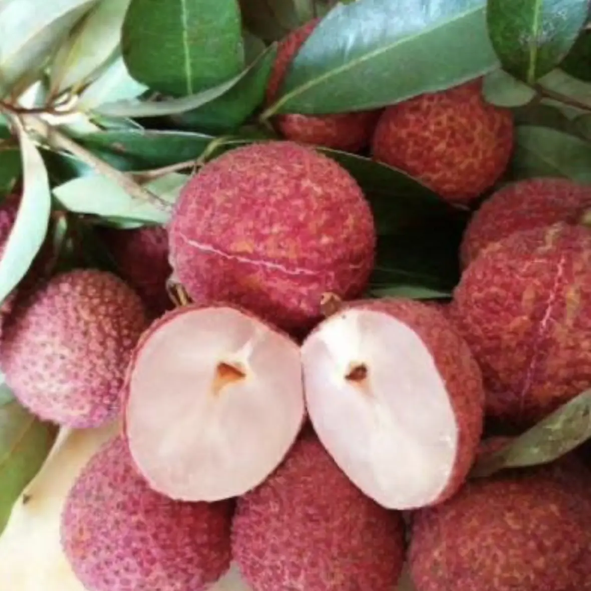 无核荔枝果树苗 一款没有核的晚熟品种 带土球带叶子顺丰包邮