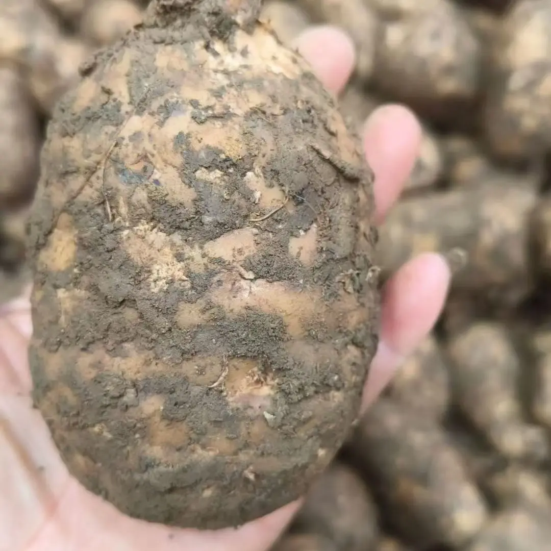 昭通小草坝高山天麻