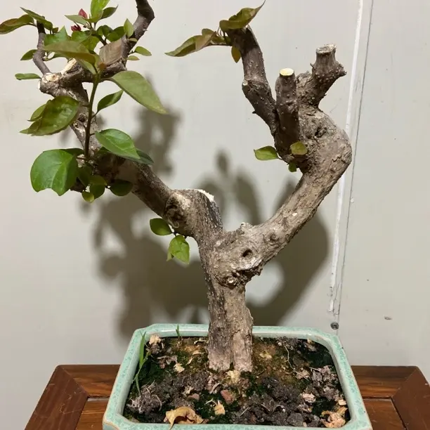 三角梅老桩盆盆栽勤花易活绿植花卉