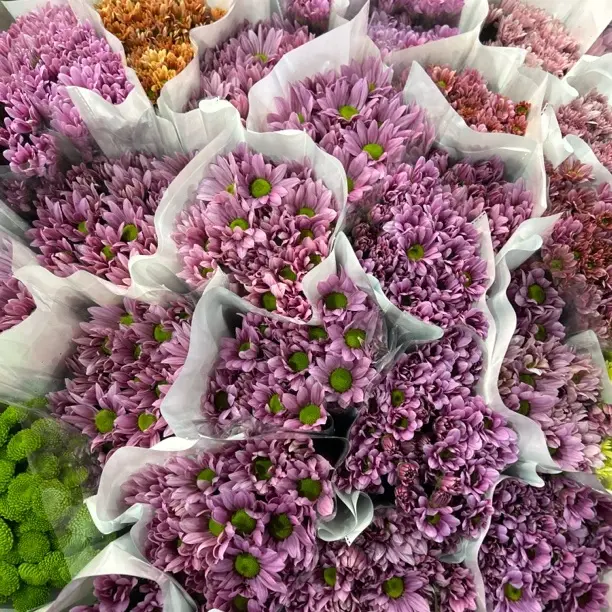 云南基地直发混色小雏菊鲜切花水养家用插花现采现发