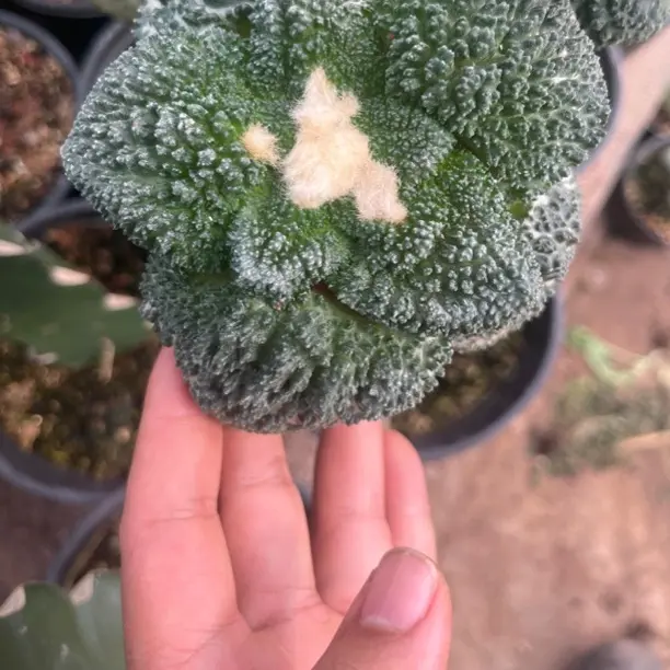 开花植物哥斯拉岩牡丹仙人球稀有好养绿植盆栽