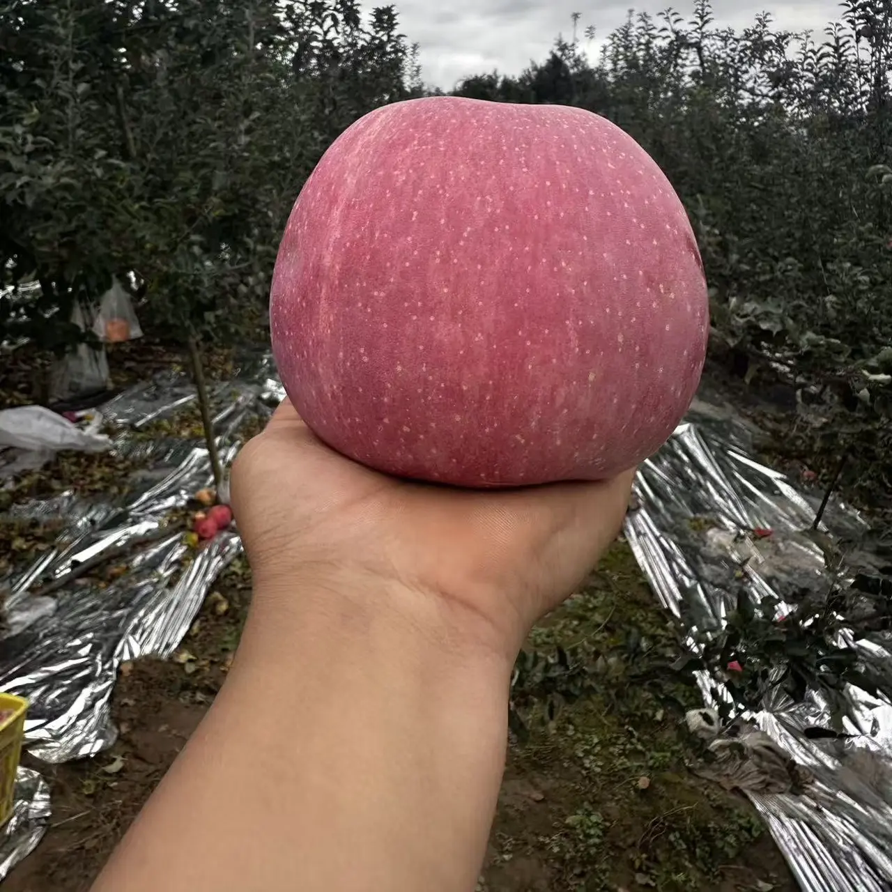 甘肃天水红富士苹果顶级果，16个礼盒装，自选礼盒