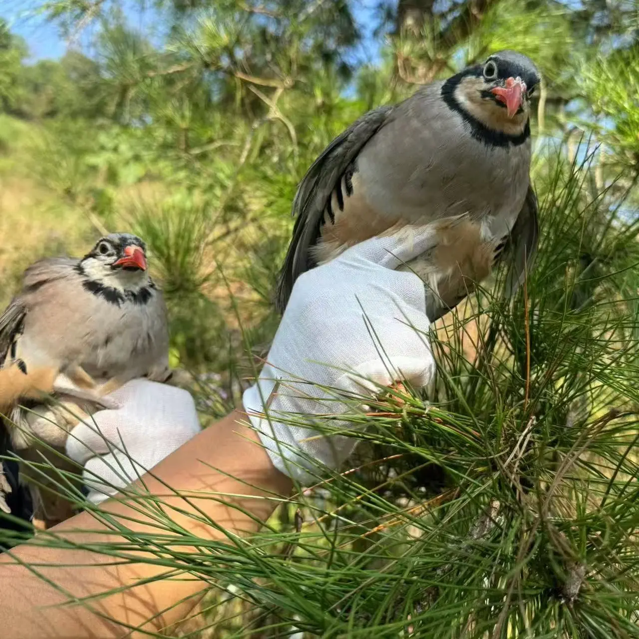 (劲哥哥专属)农家散养咕咕鸡呱呱鸡小飞龙整鸡京东包邮