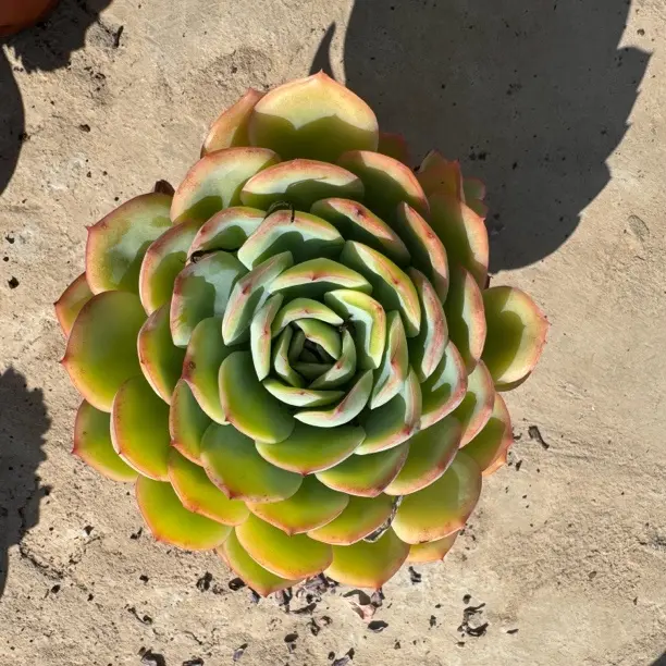 晨露多肉植物适合阳台净化空气