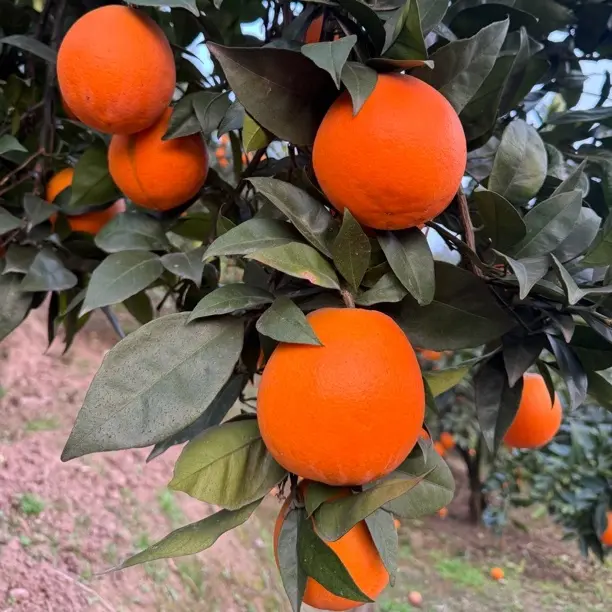 重庆奉节脐橙产地直发新鲜多汁香甜手剥水果