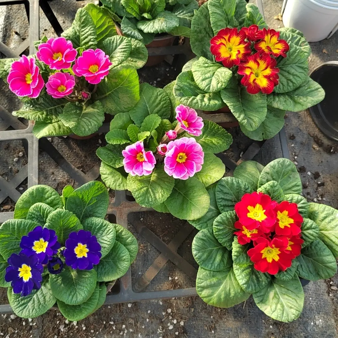 报春花改价链接盆栽花卉带香味冬季耐寒四季开花