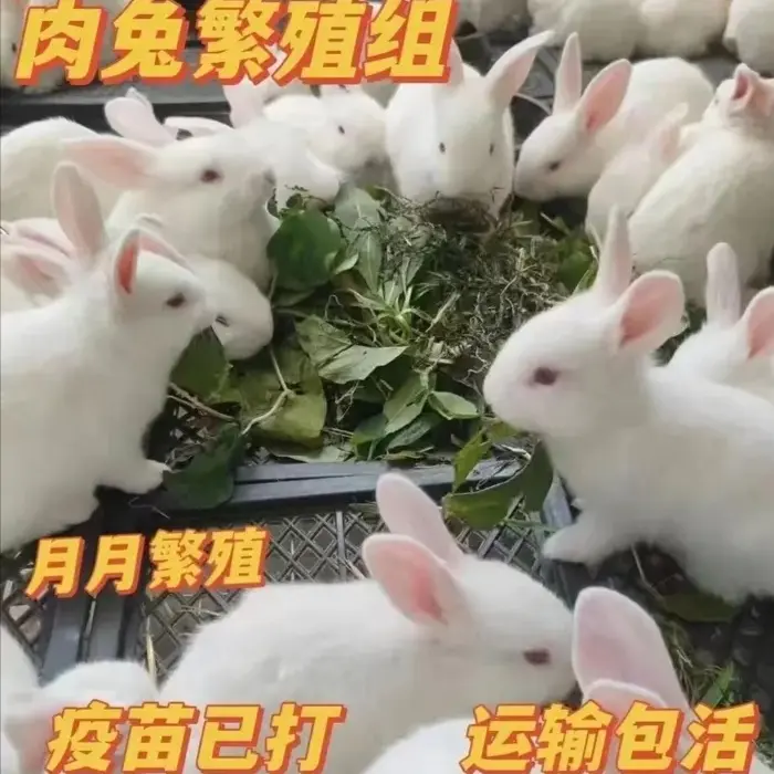 新西兰大白兔活体家养可繁殖可食用