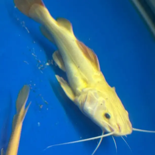 招财猫鱼热带淡水观赏鱼底层鱼好养寓意活体宠物鱼