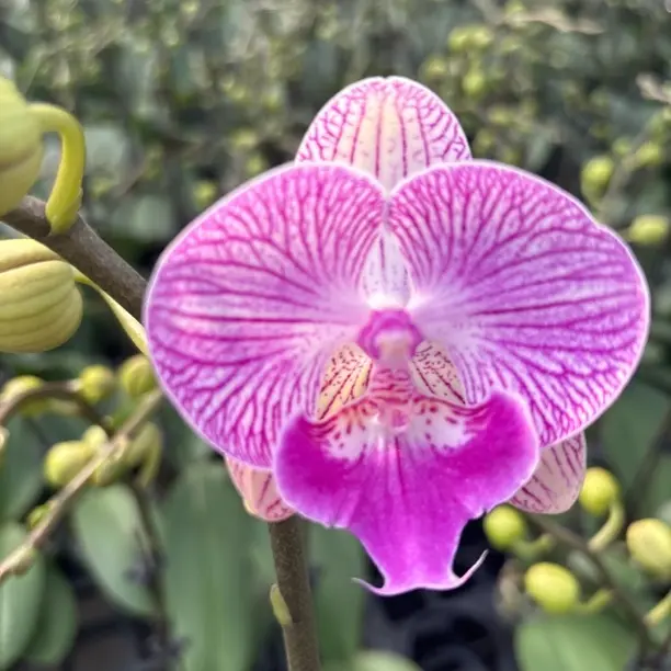 蝴蝶兰2.8杯摩登女郎绿植花卉