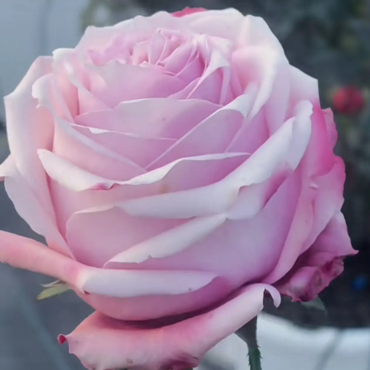 海洋布雷兹切花月季