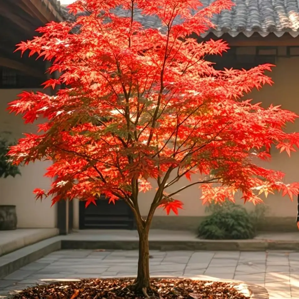 红枫树苗正宗三季红庭院别墅绿化植物花红舞姬风景树