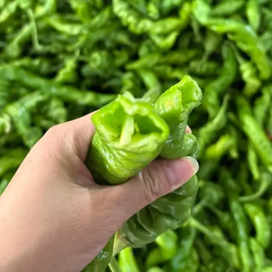 新鲜薄皮螺丝椒现摘现发农家自种香辣中辣当季蔬菜