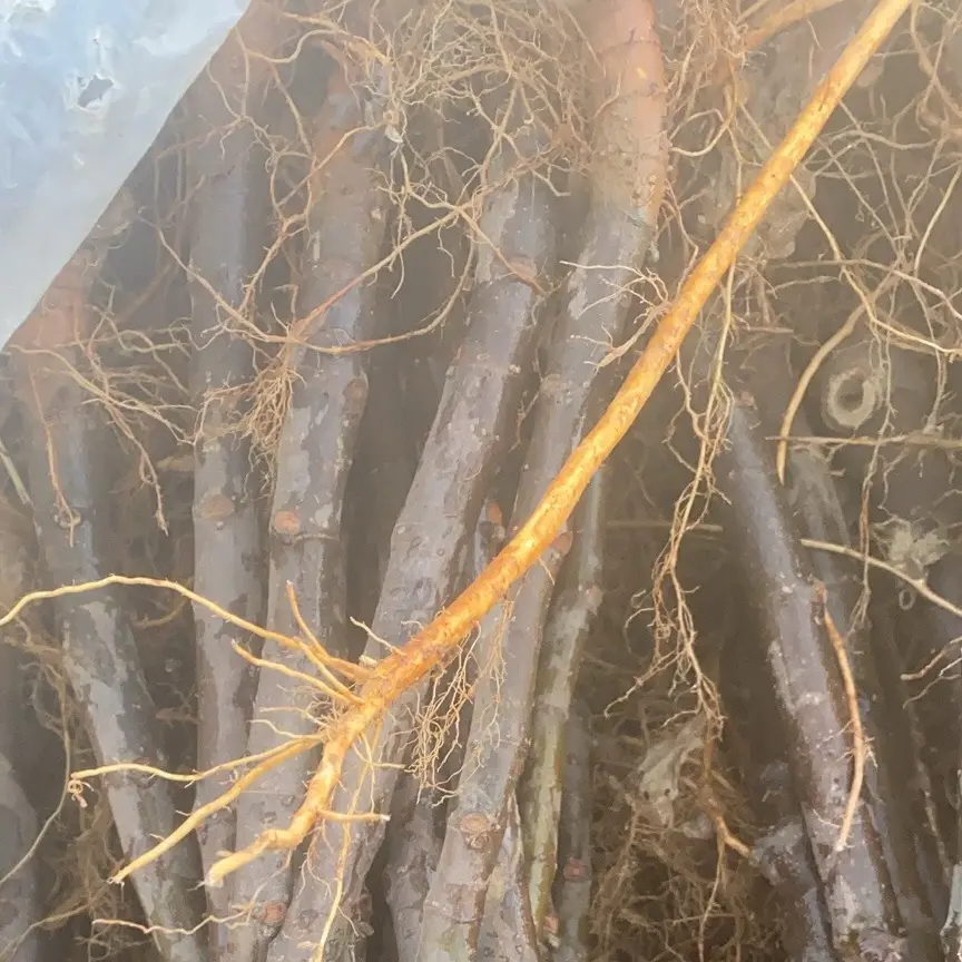 青皮无花果小苗2棵（特价）