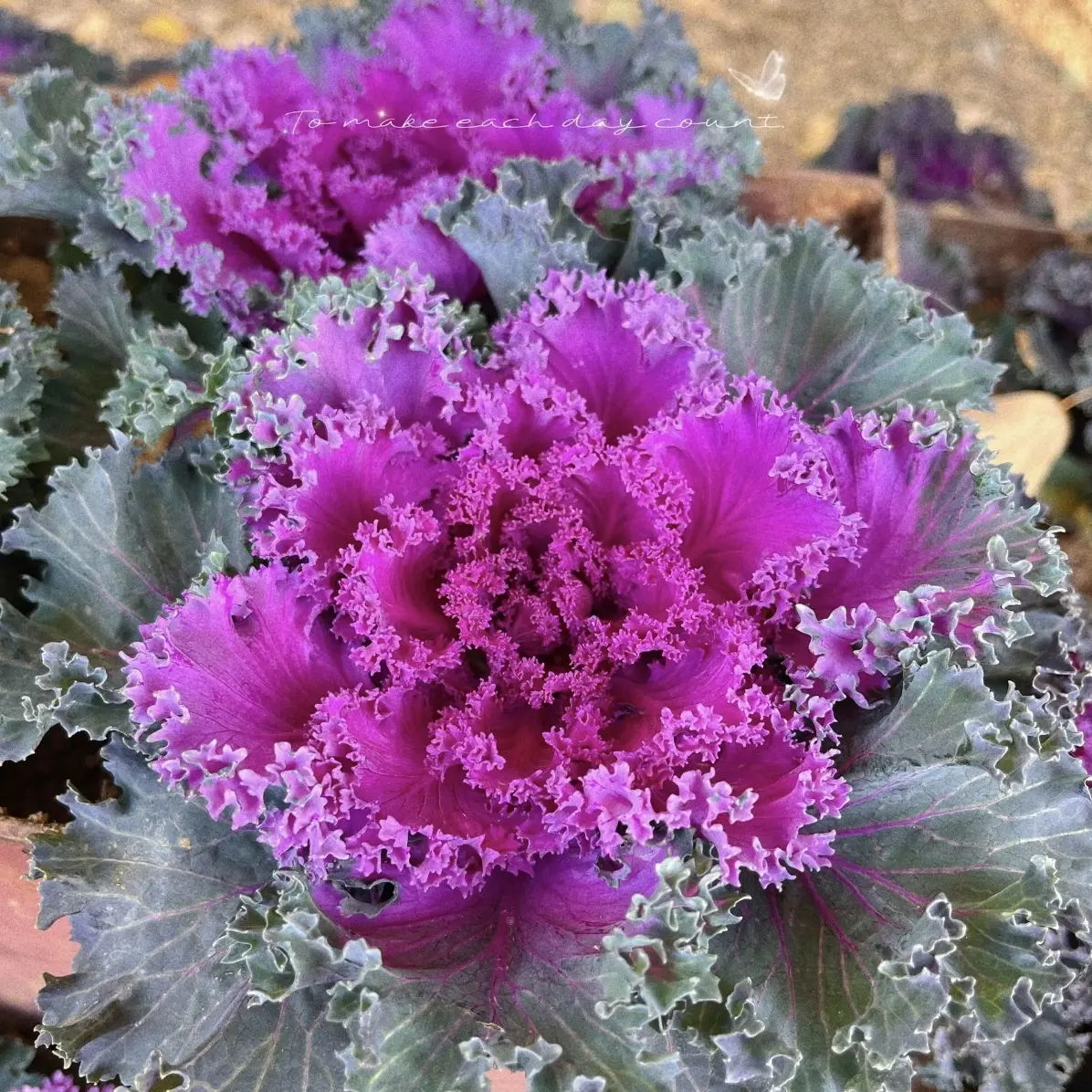 羽衣甘蓝名古屋绿植盆栽耐寒易养观叶植物适合阳台庭院种植可食用