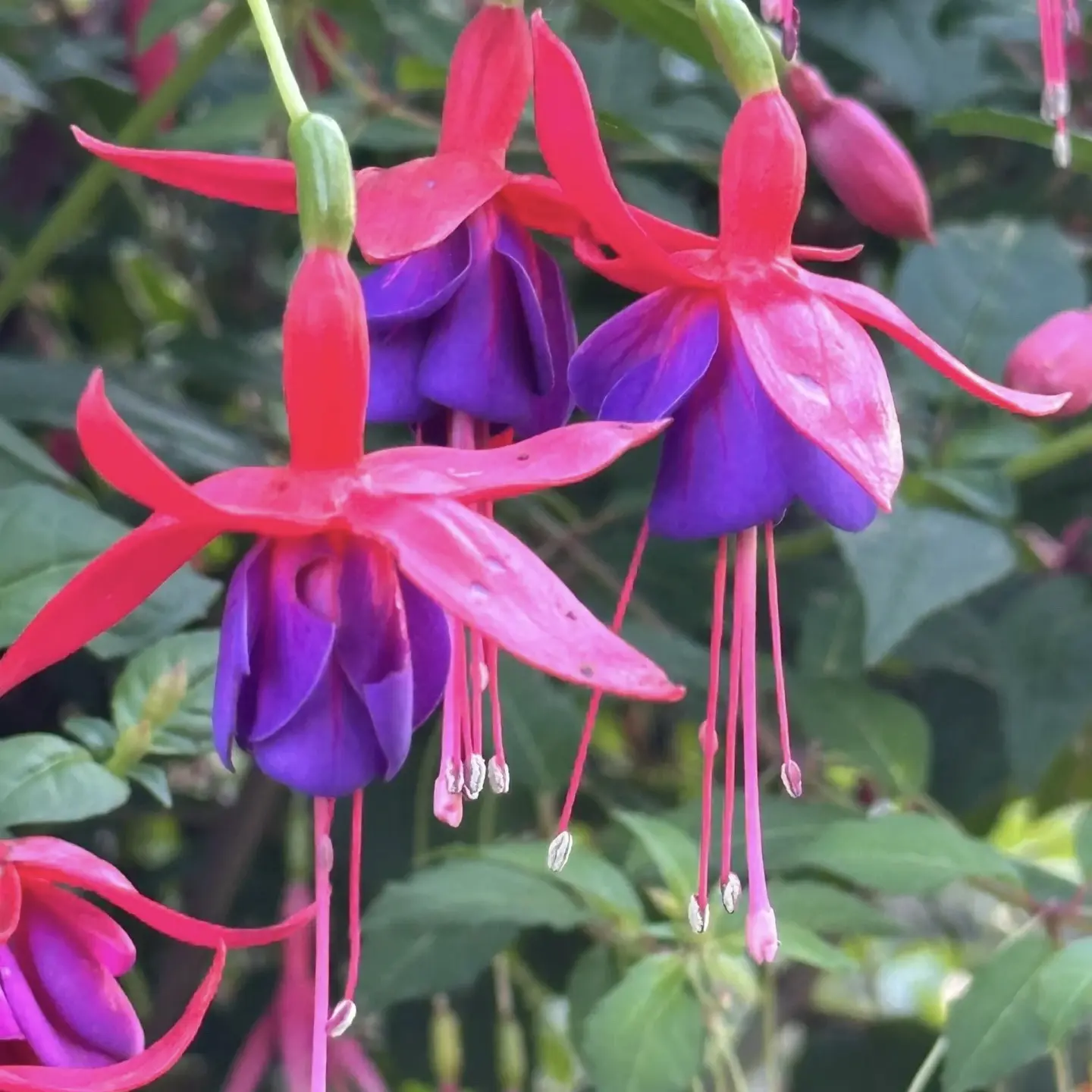 王小帅【紫色】倒挂金钟盆栽阳台庭院花卉