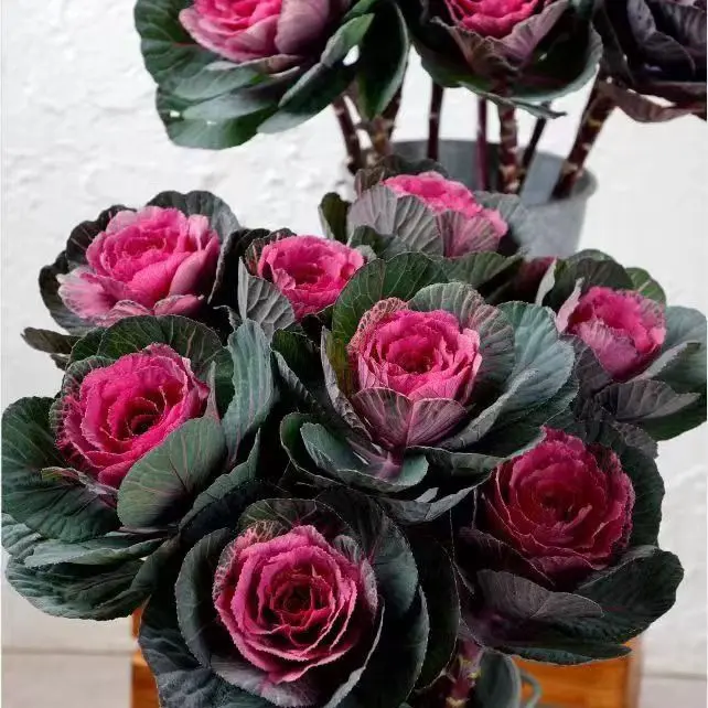 红华美两头甘蓝阳台庭院观赏多年生耐寒耐热可养老桩盆栽