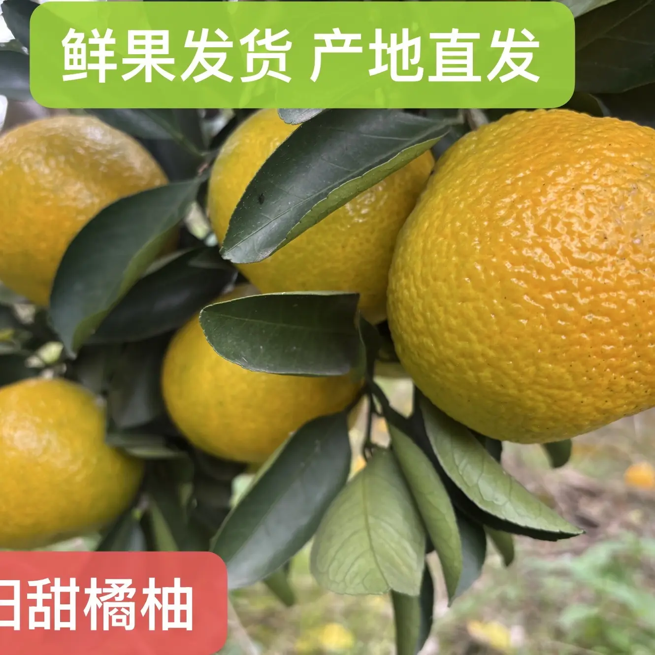 湖南怀化安江甜橘柚小青柚产地直发