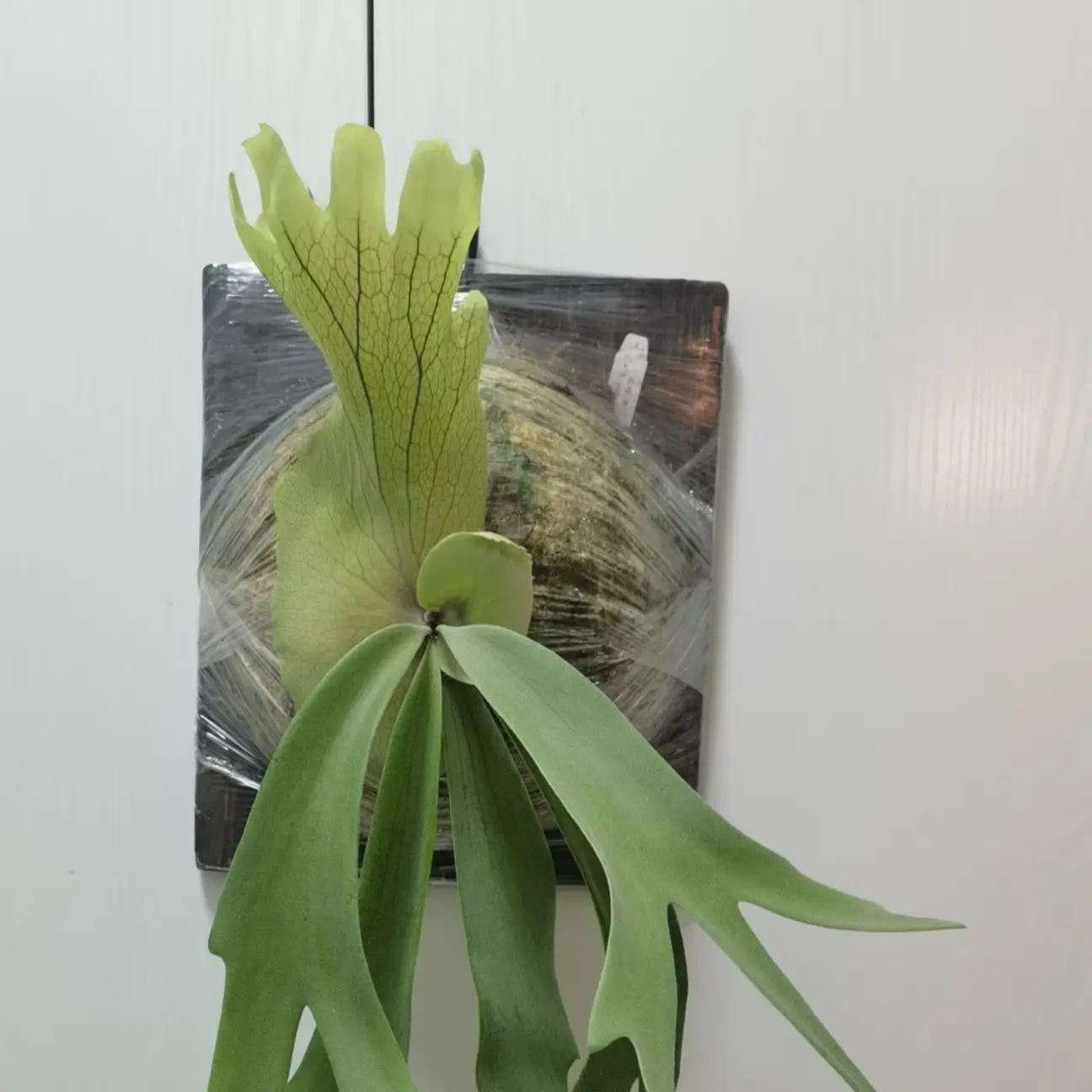 【黄月】【亚猴】二歧鹿角蕨网红绿植盆栽室内桌面净化空气好养