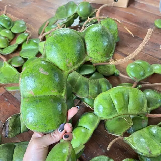 雨林深山自采巨型榼藤豆荚带龙头平安豆龙豆罗汉豆过江龙子木腰子