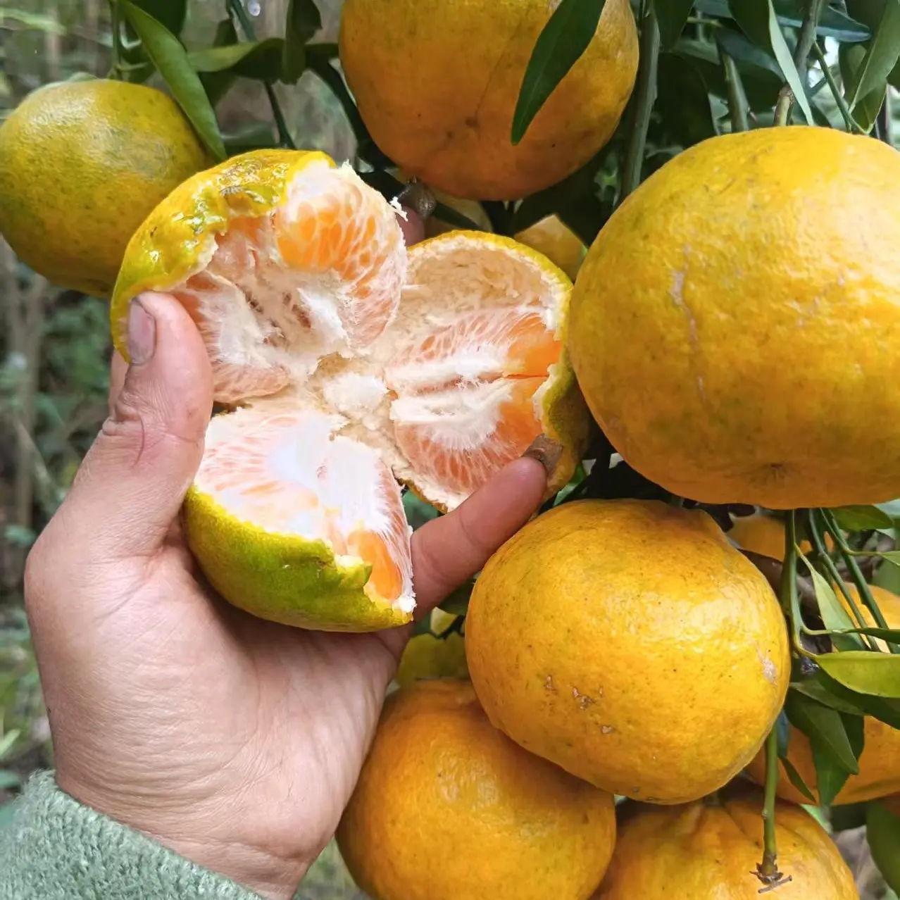 四川宜宾高县农户自家种植碰柑芦柑每天新鲜采摘发货.无农药残留.