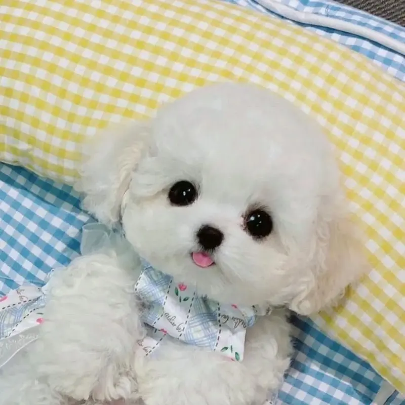 可爱小型犬不掉毛比熊泰迪马尔泰售卖