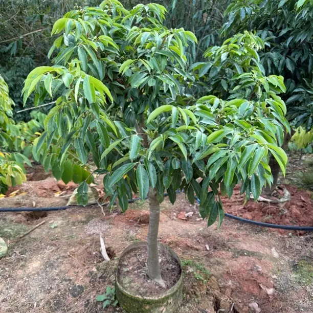 桂味荔枝果树苗 口感纯甜 适合盆栽地栽 原土原叶发货不修剪