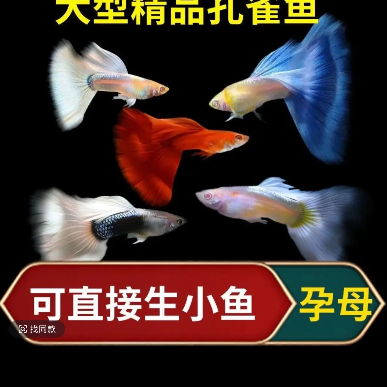 大肚孕母繁殖孔雀鱼