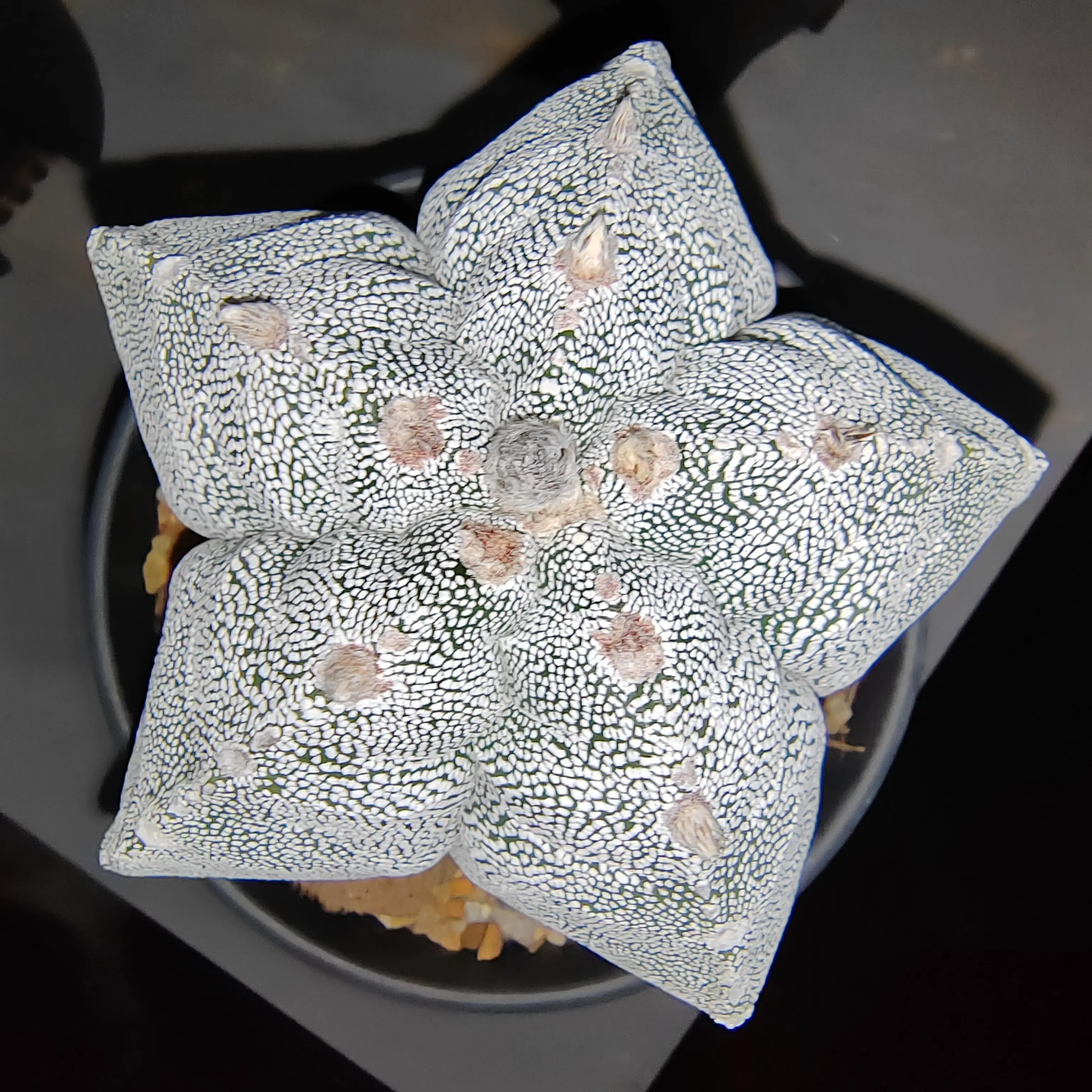 9.3实生恩冢鸾凤玉仙人球多肉植物室内阳台盆栽（平）