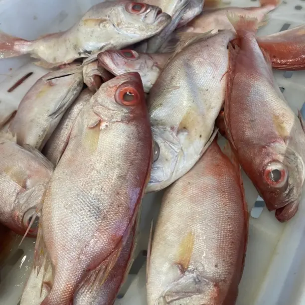 特大号大眼鸡鱼深海捕捞速冻保存新鲜海鱼海鲜