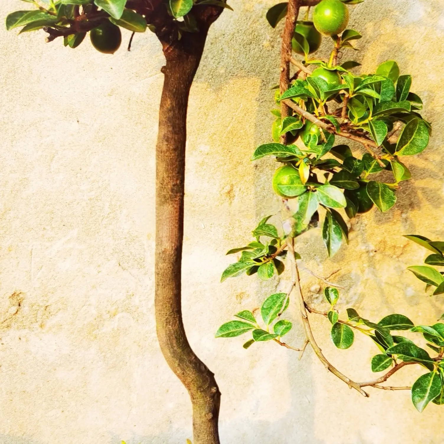 直播金弹子盆景老桩造型绿植