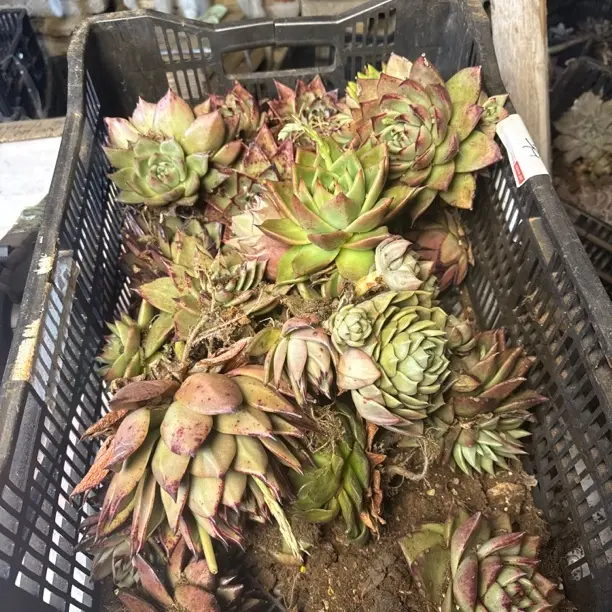 精品尾货多肉装箱。     