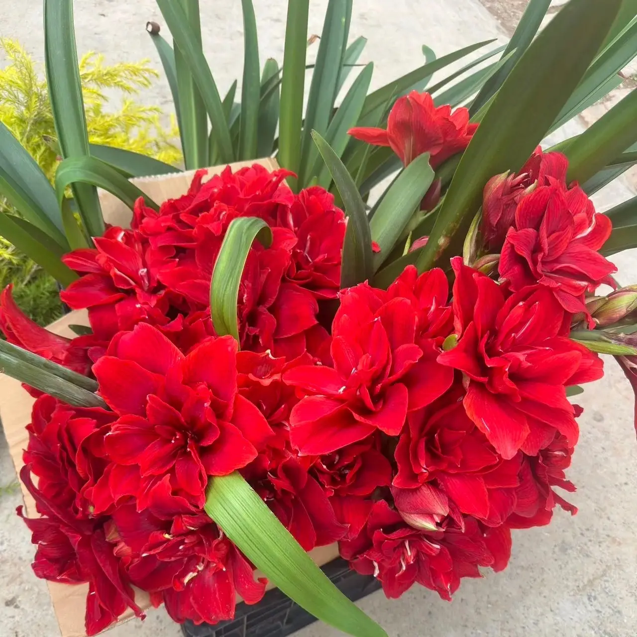 混搭朱顶红包对版