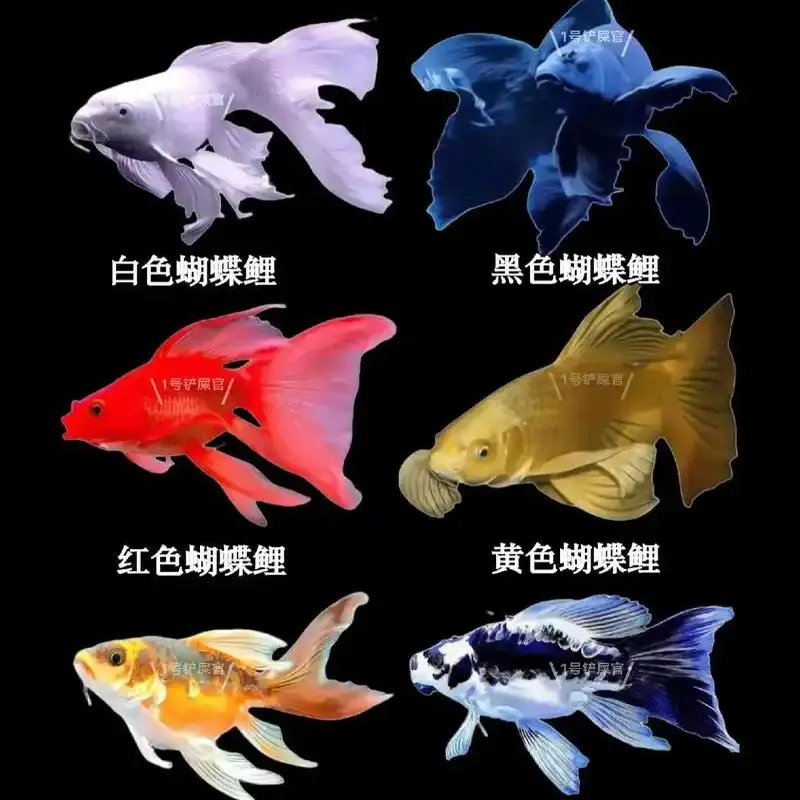 普身白蝴蝶锦鲤观赏鱼大鳍大尾冷水养殖好养耐活