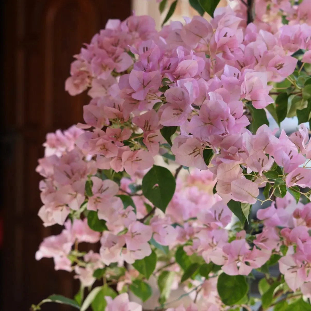 【暗斑丽人】原生盆苗福利款不售后！介意慎拍！