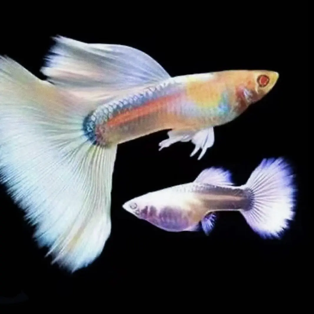 【大尾铂金礼服】种鱼超大尾