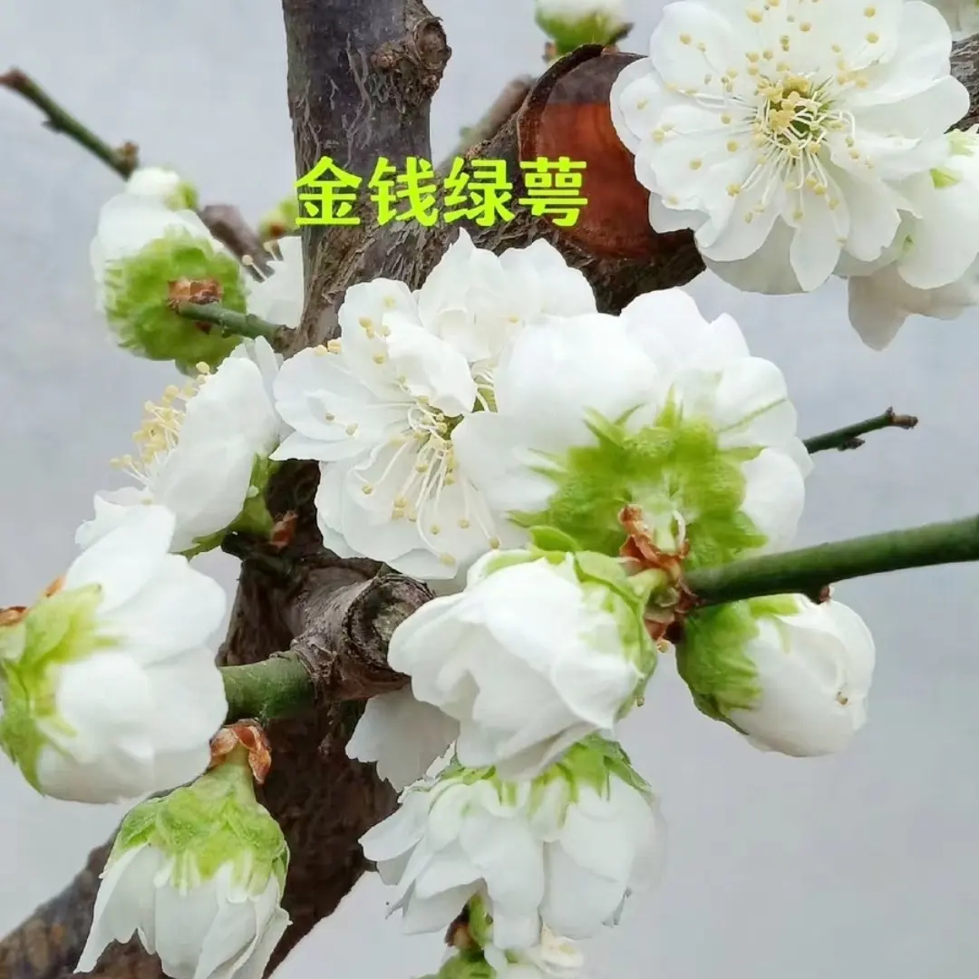 完全开放红梅绿梅朱砂梅盆景原盆原土带花苞耐寒老桩发货