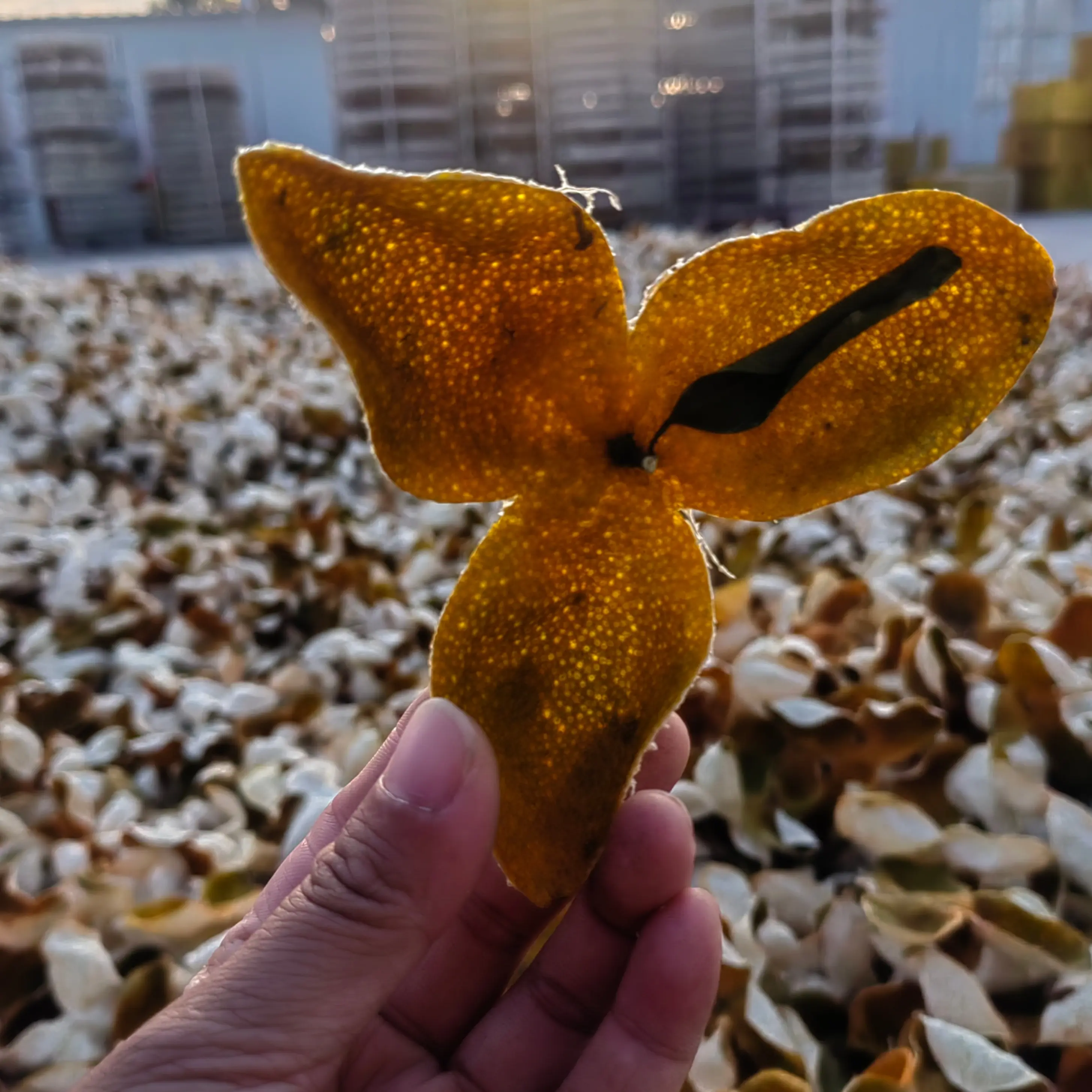 2025年新会圈枝大红皮正宗陈皮干皮一农户皮