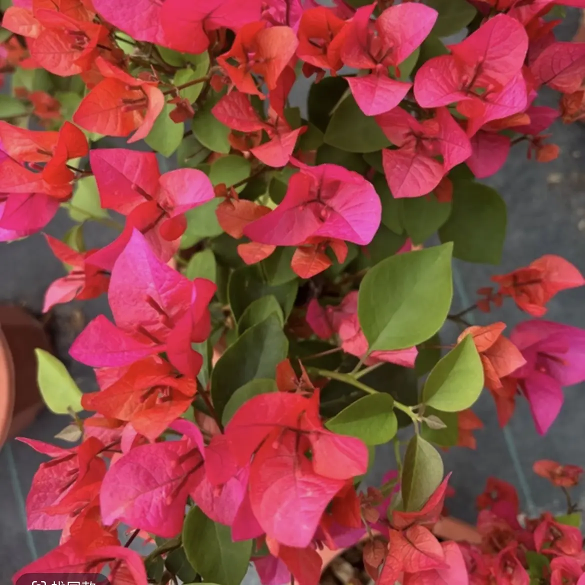 三角梅中国红原盆原土带保温棉发货