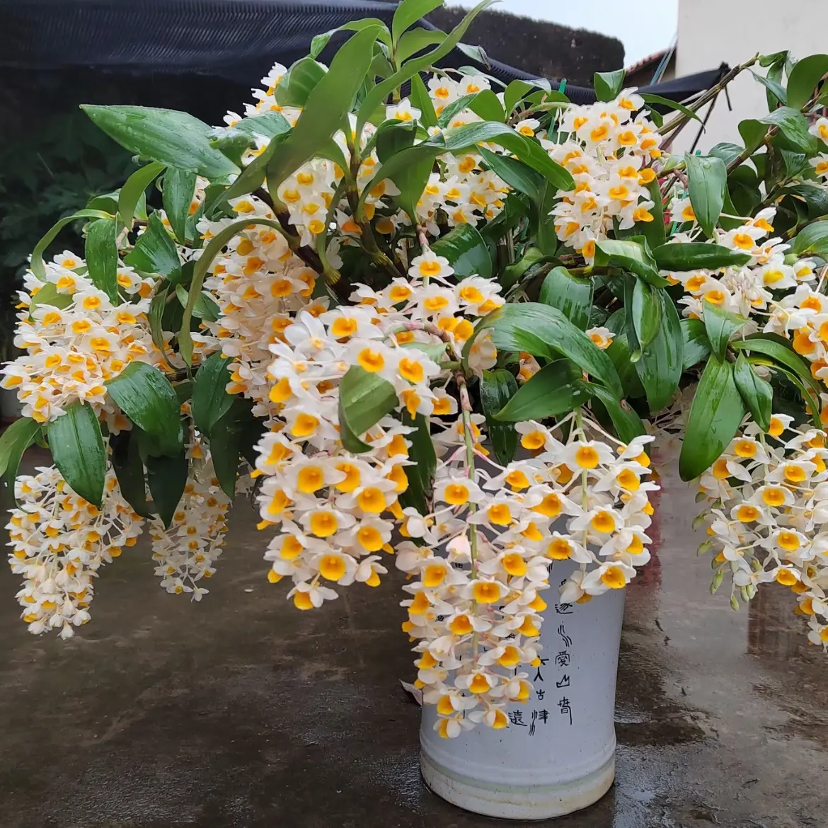 球花石斛花期长可室内种植的漂亮花盆栽