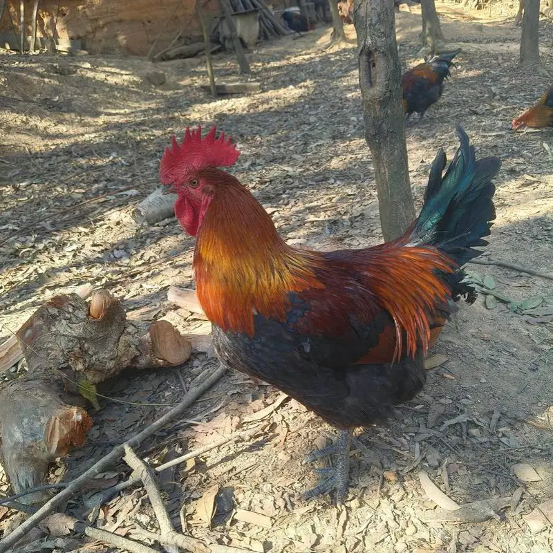 （宰杀不退）农家放养黑脚土公鸡、母鸡肉质鲜嫩 散养粮食鸡顺丰包邮