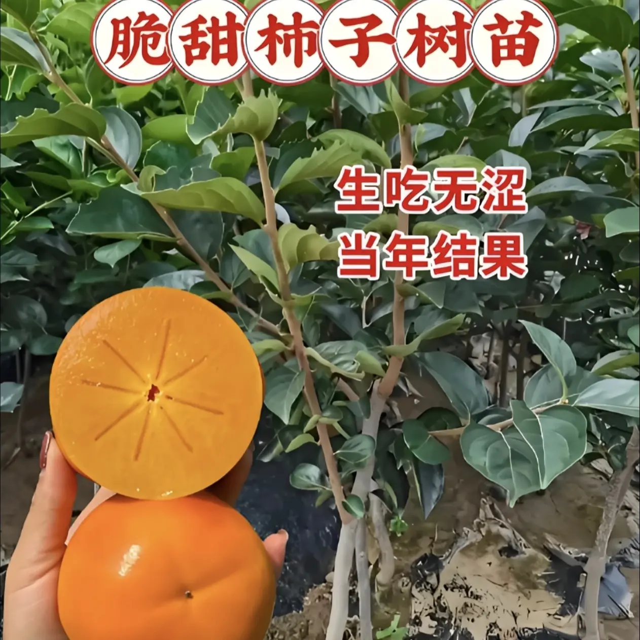 脆甜柿子树苗盆栽地载嫁接阳丰柿子火晶柿子牛心柿子
