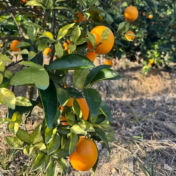 正宗江西赣南脐橙新鲜现摘产地直发汁水饱满鲜甜多汁水果