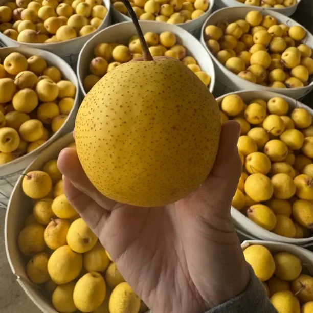 东北绥中大白梨脆甜多汁现货纯甜脆甜鲜嫩